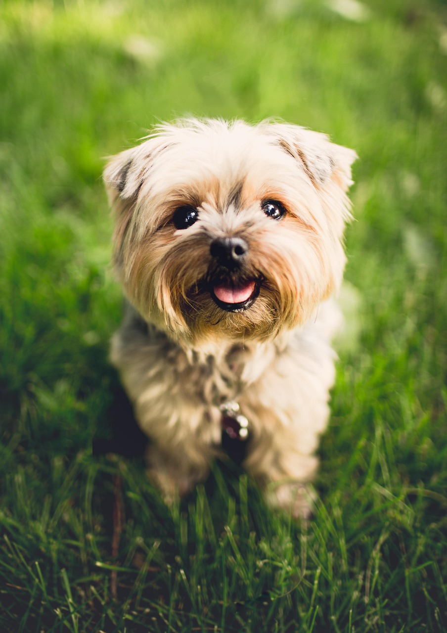 terrier, dog, puppy, animal, breed, canine, adorable, nature, cute, domestic, fur, grass, little, mammal, pedigree, pet, portrait, purebred, furry