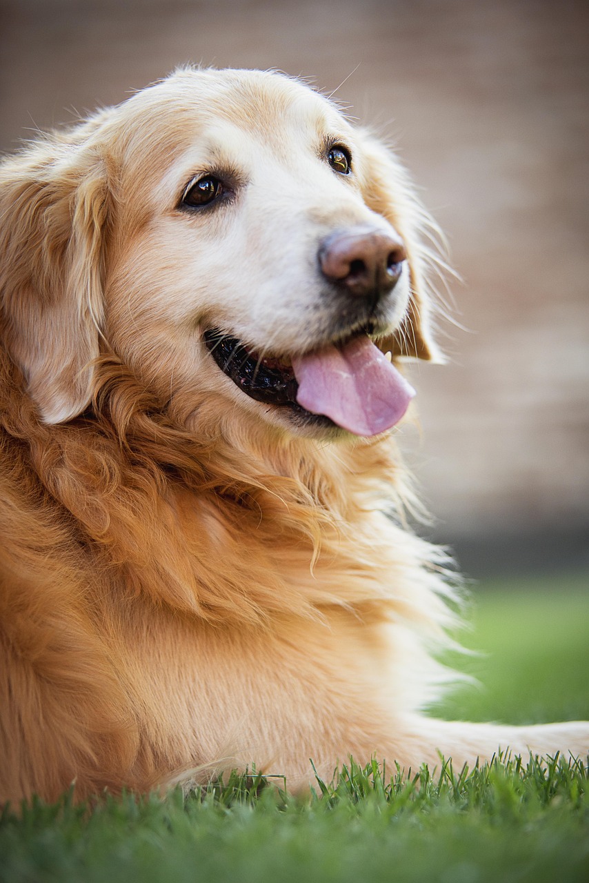 golden retiver, nature, dog, animal, happy dog, pet, dog playing, juesgos, dogs, golden retriever, dog resting, animals, obedient dog, mascot, dog profile