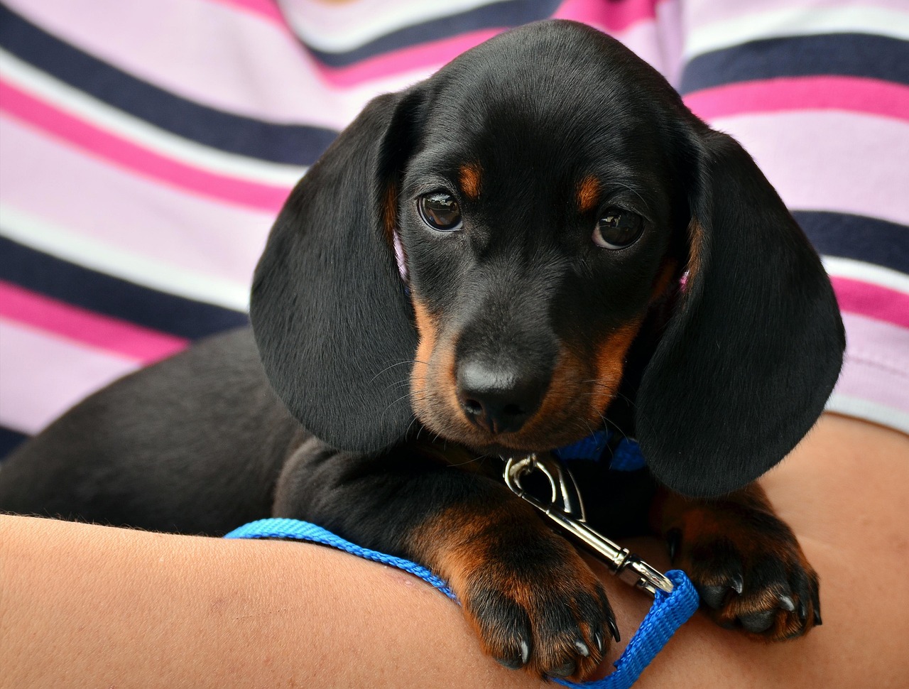 dachshund, puppy, nature, pet, canine, animal, dog, lying, fur, snout, mammal, dog portrait, animal world