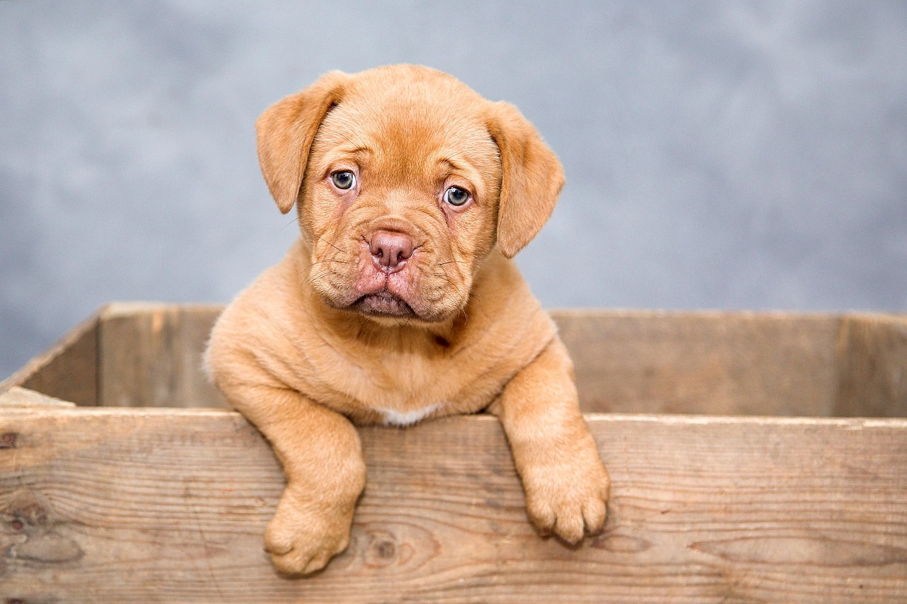 puppy, dog, pet, cute, brown dog, purebred, dog breed, portrait, dog portrait, mammal, animal, domestic, domestic dog, nature, canine